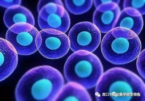 NK细胞与胎停育