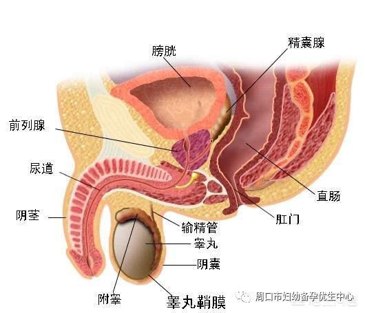 前列腺钙化是什么？